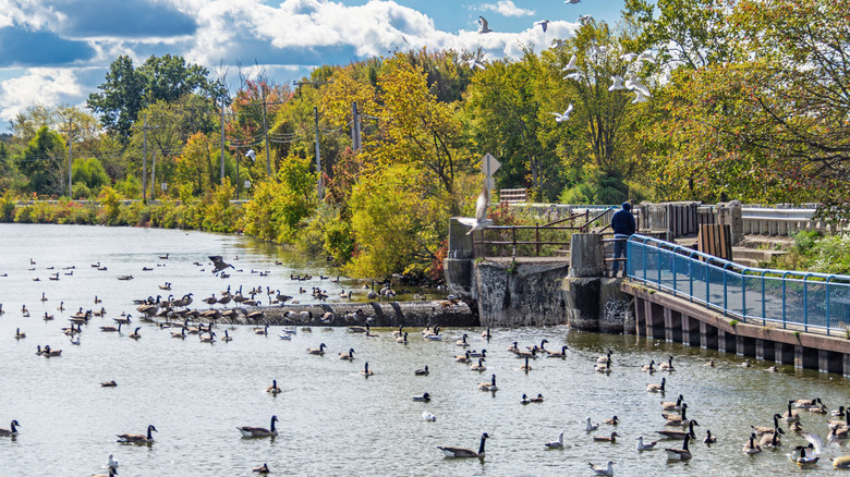 the Pymatuning Spillway, where ducks congregate, along the Pymatuning Reservoir in Pymatuning State Park in Western Pennsylvania