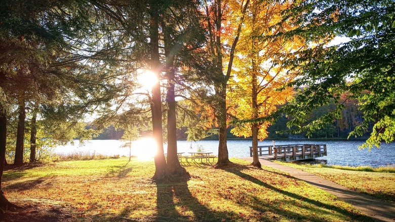 forested area of Chapman State Park with fall colors next to a pier and a lake