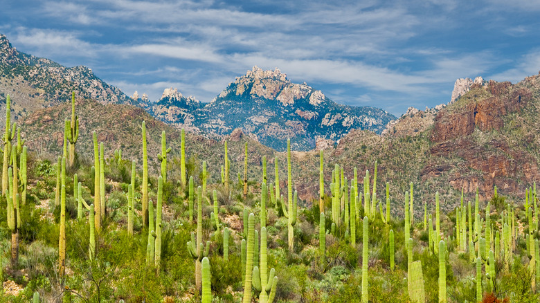 cacti with rugged mountain views