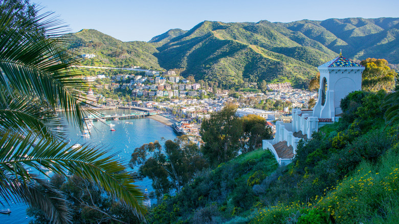 Town gathers around Catalina harbor.