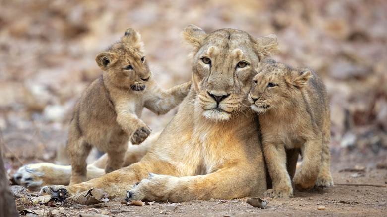 Lions at Gir Forest National Park