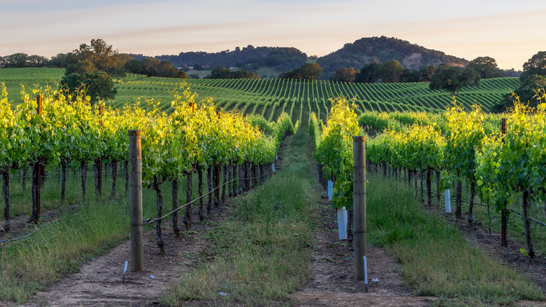 Vineyards in Healdsburg, California