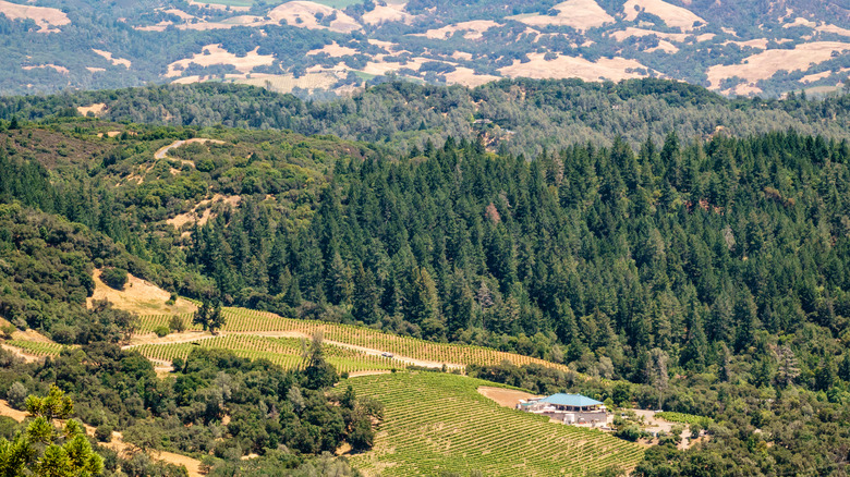 Hills and vineyards in Healdsburg