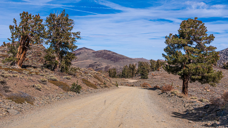 Desert trail