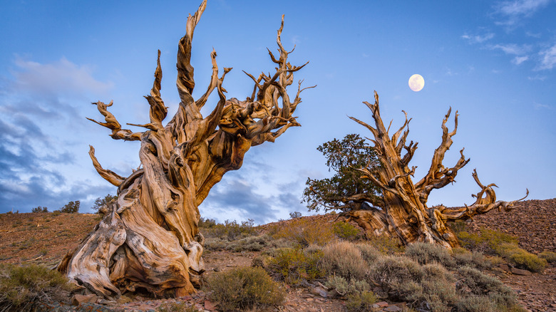 Oldest trees and moon