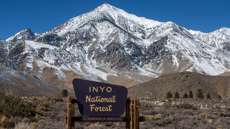 Inyo National Forest sign with mountain