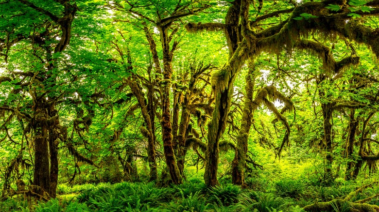 Moss covered trees in forest