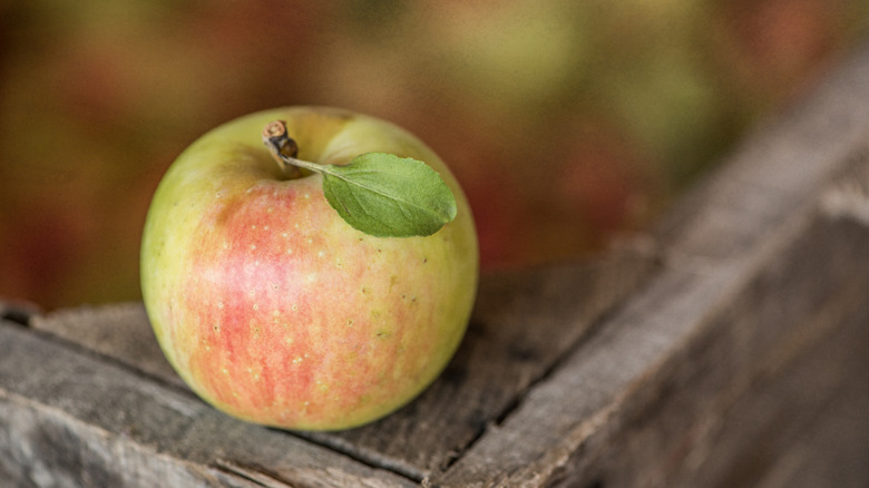An apple in autumnal colors.