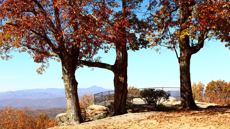 Three trees on Jump Off Rock lookout in North Carolina.