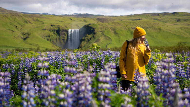 Woman in white jumper smelling lilacs