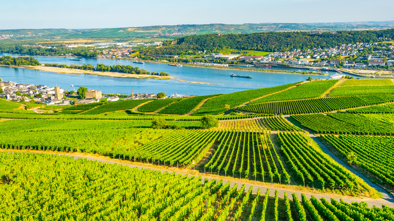 Vineyards overlooking the Rhine River