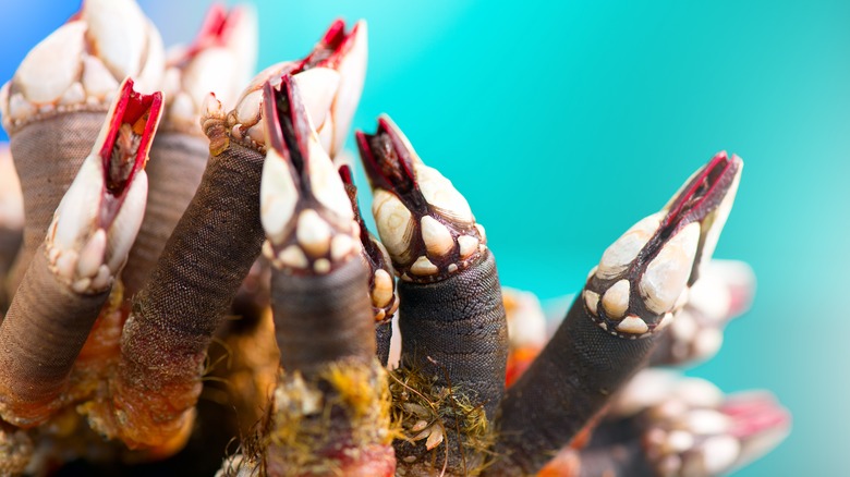 Gooseneck barnacles under the sea