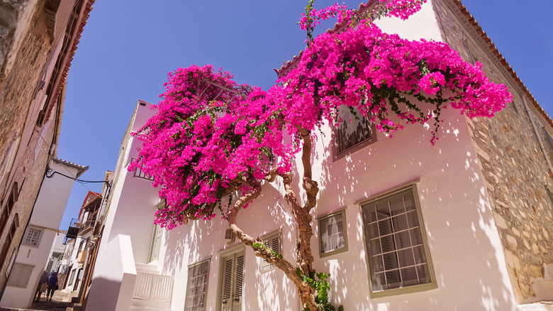 pink bougainvillea against white house
