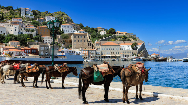 donkeys waiting at sunny harbor