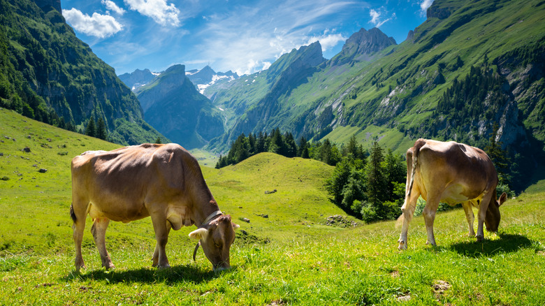 Grazing cows in Appenzell, Switzerland