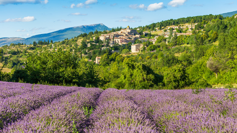 Blooming lavender fields and village of Aurel in background in Vaucluse, Provence