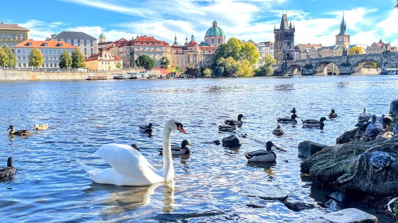Swan, ducks, colorful buildings, and a bridge at a waterfront