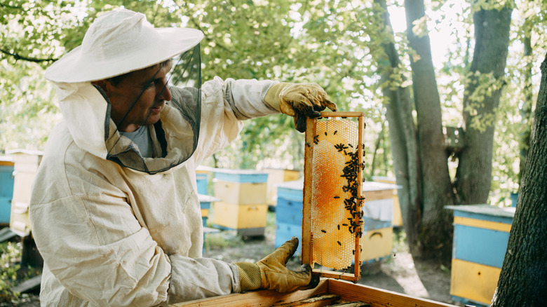Beekeeper pulling out honeycomb