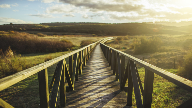 Path through nature