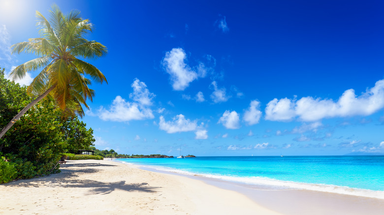 A white sandy beach meets the turquoise waters of the Caribbean at Barbuda.