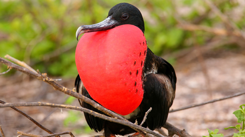 The male frigate bird with his inflated red throat pouch on Barbuda in the Caribbean.