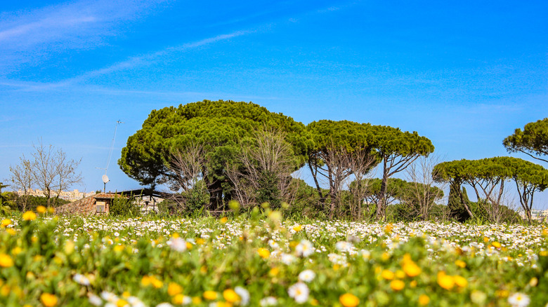 daisies in caffarella park