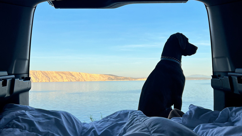 A view of a dog looking out the back of an RV with a lake in the background.