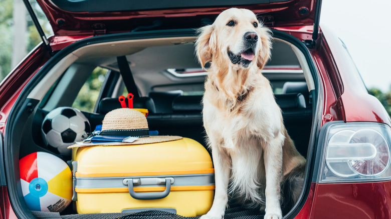 Dog in car with suitcase