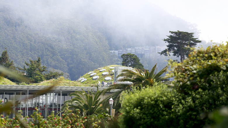 The living roof of The California Academy of Sciences on a foggy day