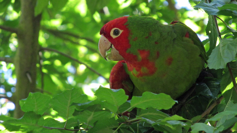 one of the parrots of telegraph hill san francisco near the Coit Tower
