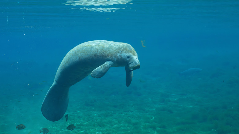 Manatee underwater in the sea