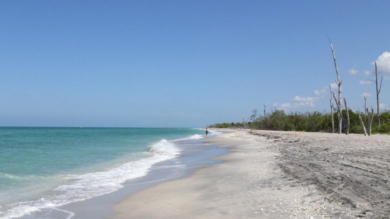 Sandy beach with blue sky and turquoise sea lined with tree stumps and bushes