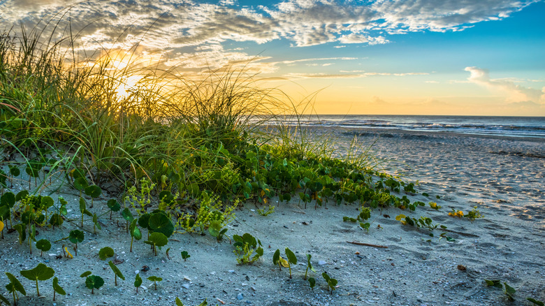 Beautiful sand dunes and sea oats leading to beach ocean at sunrise