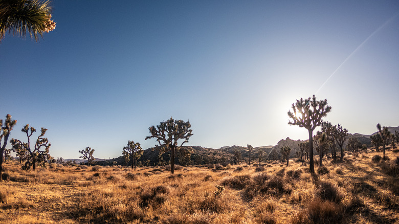 Wide shot of field of Joshua trees cactus and shadows in dry desert bush