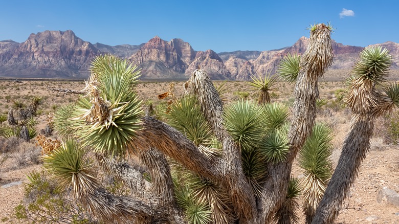 Joshua tree with panoramic view of limestone peaks