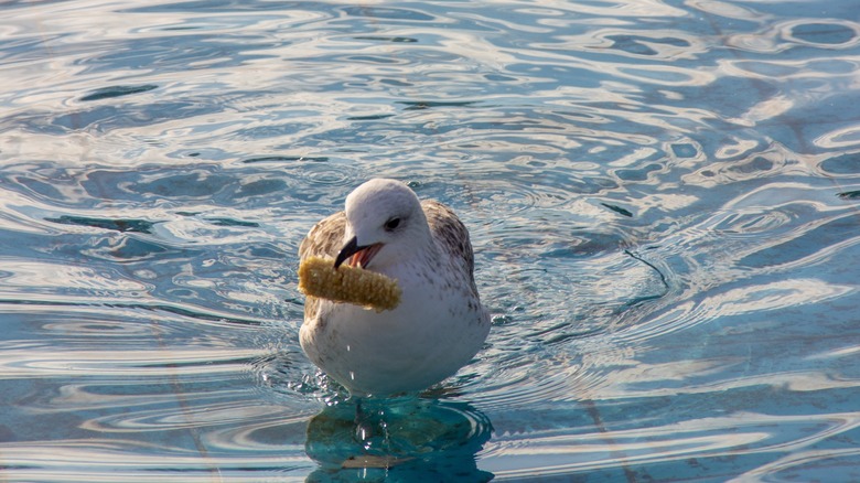 Seagull holding food in its mouth while on beach