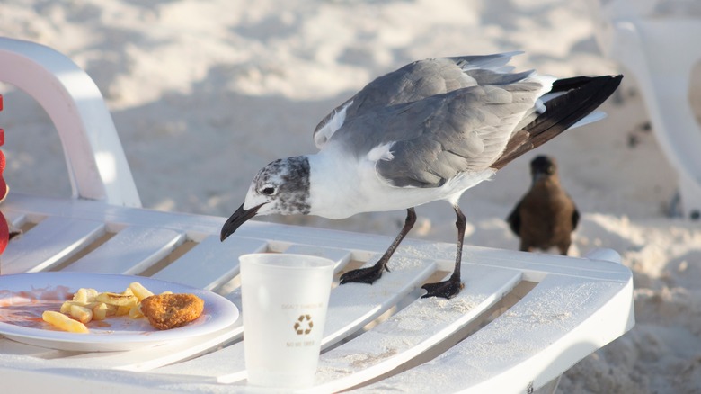 Seagull stealing snacks