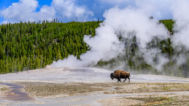 A bison walking past Old Faithful in Yellowstone National Park.