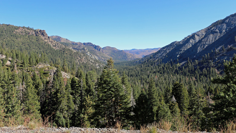 Stanislaus National Forest, California