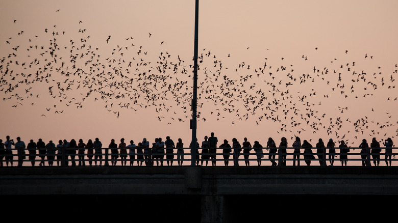 People watching bats fly over bridge