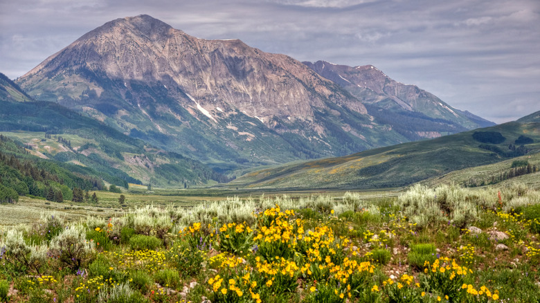 wildflowers in Crested Butte, Colorado