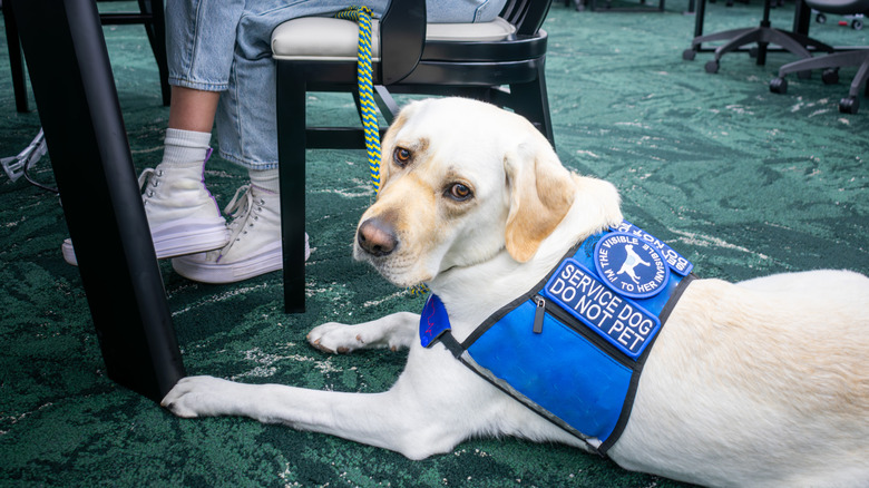 White service dog sitting at the feet of owner