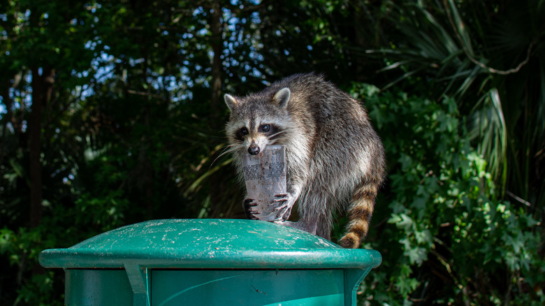 Raccoon on trash can