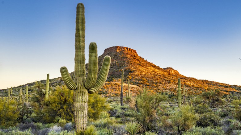 Sonoran desert saguaro cactus mountains sunrise