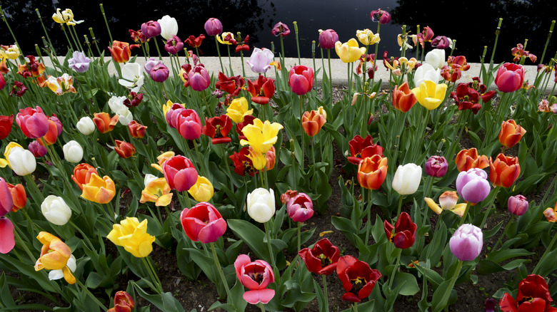 Tulips in a botanical garden