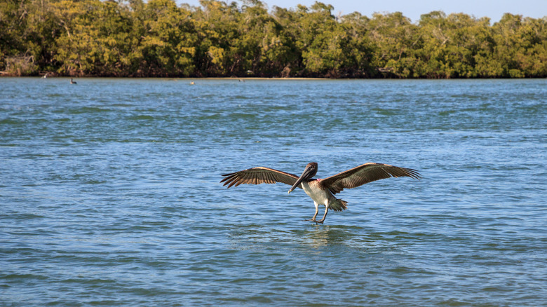 Brown pelican Pelecanus occidentalis flies over the ocean at Delnor-Wiggins Pass State Park in Naples, Florida