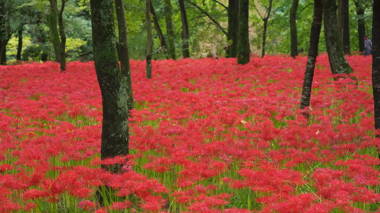 A field of higan-bana flowers