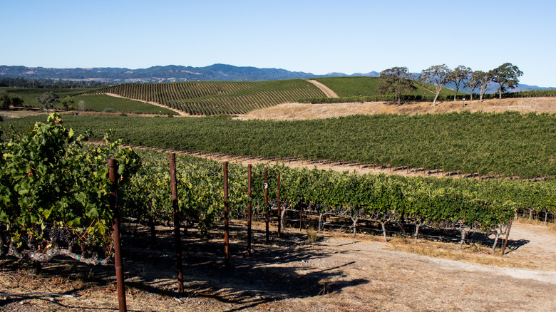Napa Valley vineyard