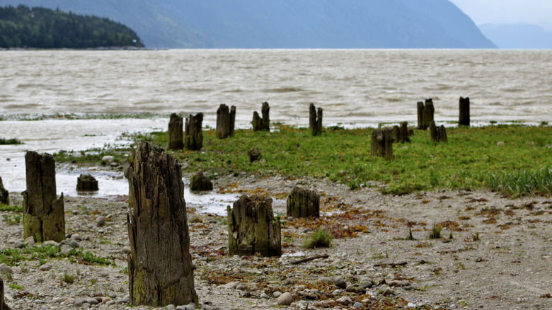 Exposed wooden pilings Dyea, Alaska