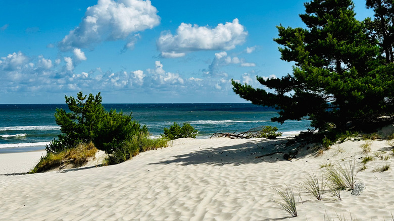 white-sand beach backed by trees
